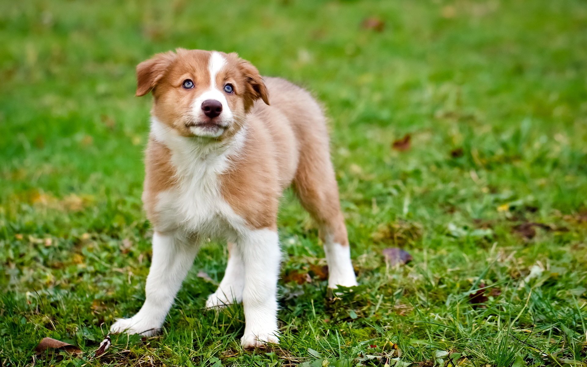 perro cachorro fondo