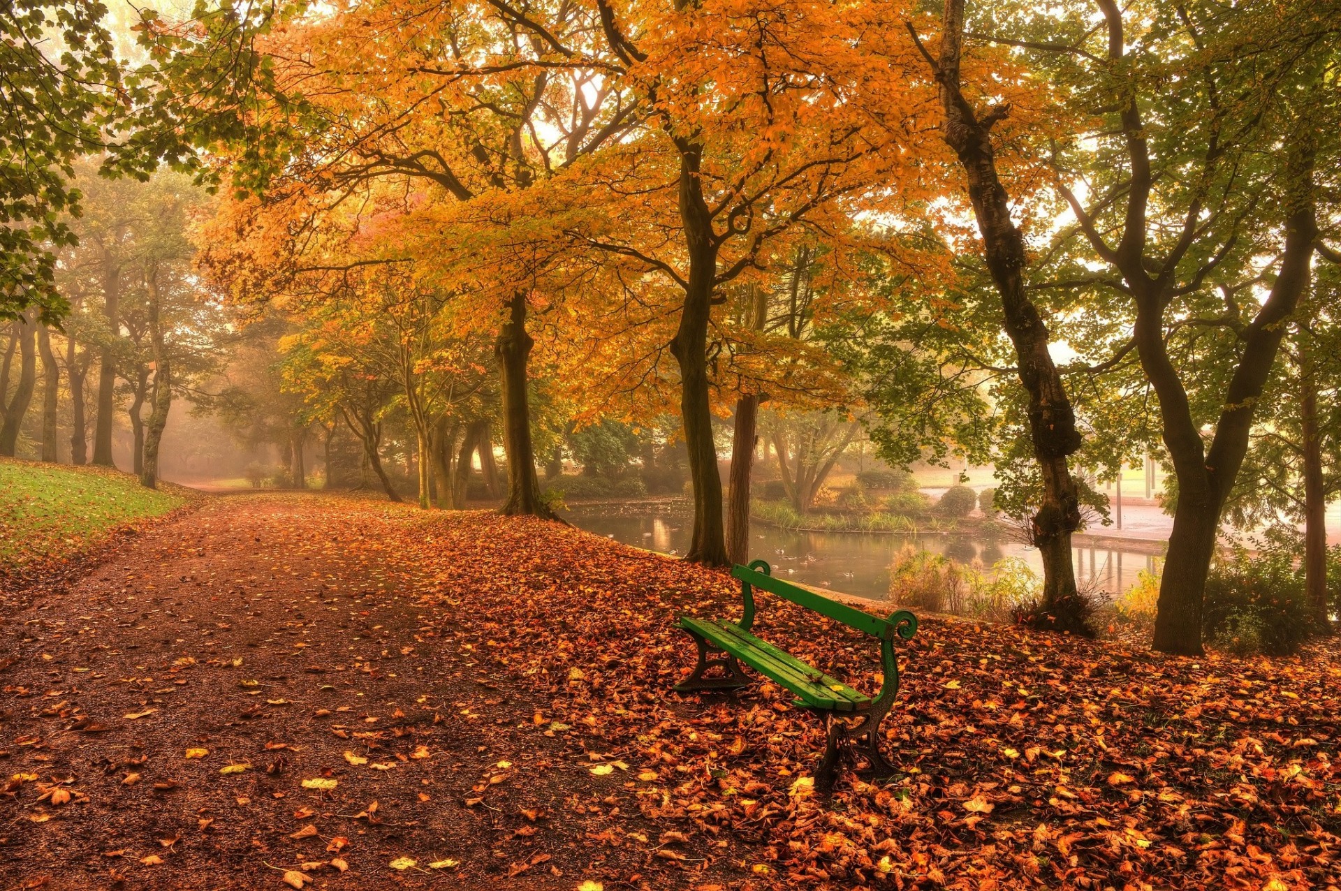 foglia autunno paesaggio caffè natura