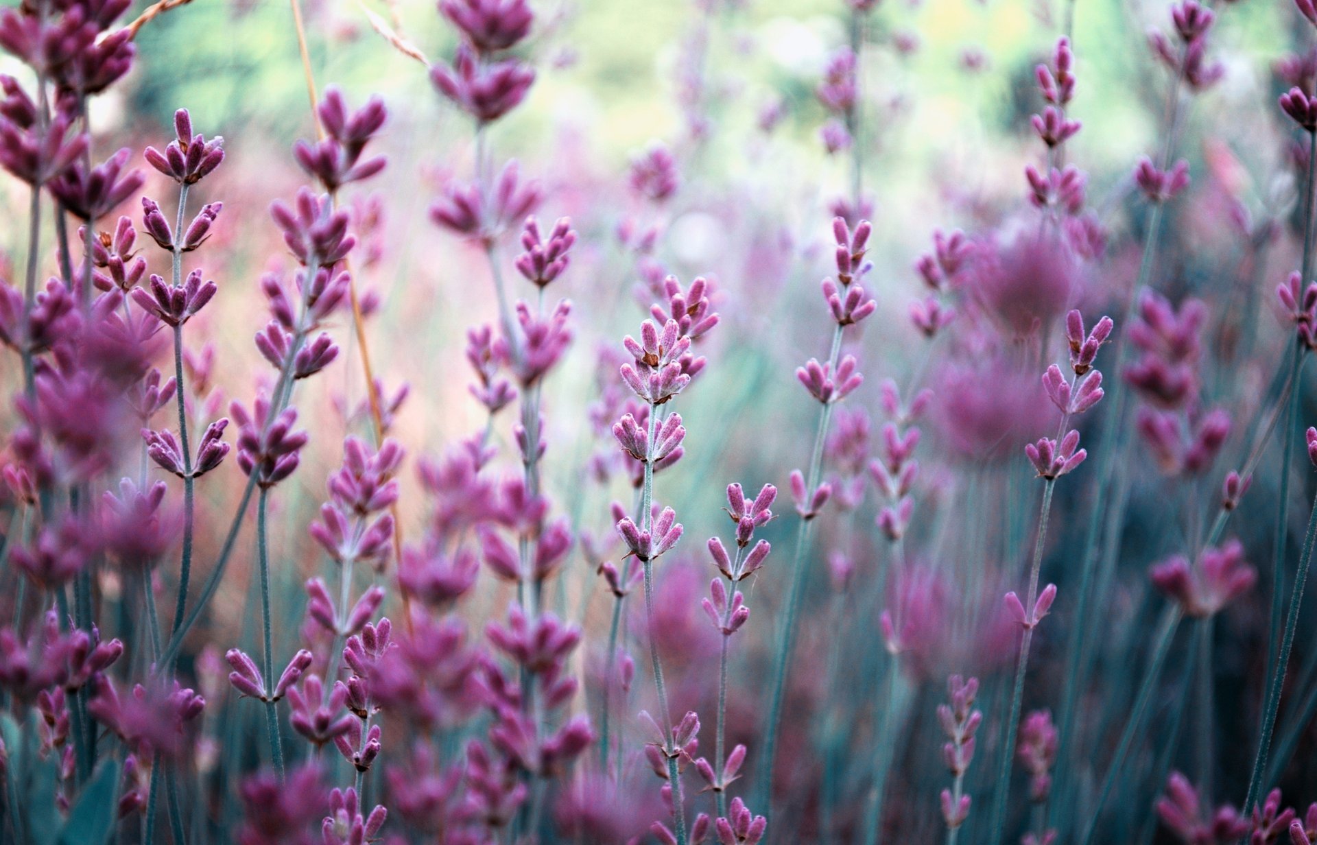 lavender nature lilac flowers field blur