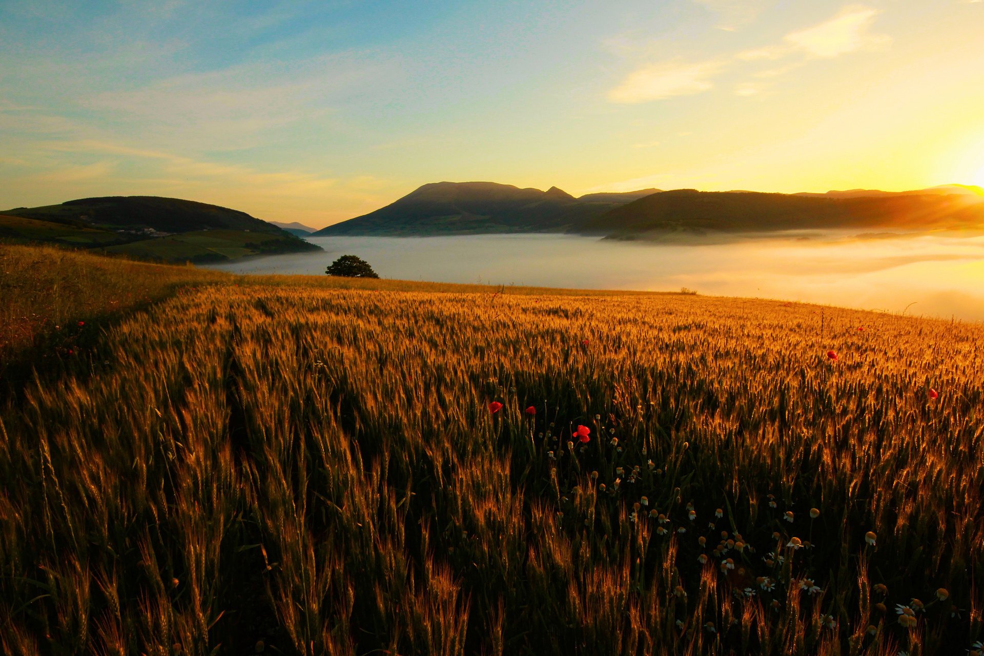 campo flores paisaje montañas cielo sol