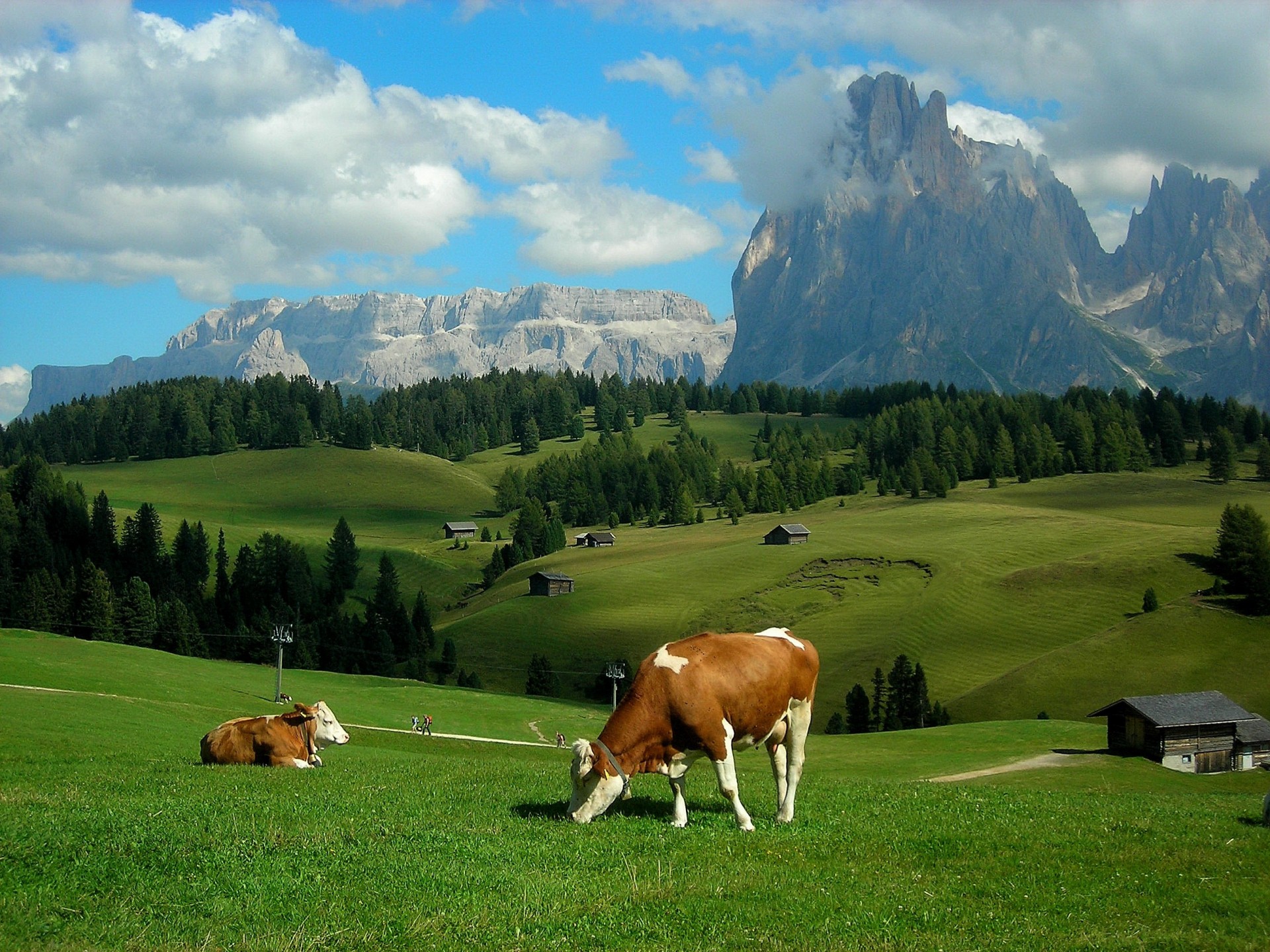 meadows landscape hills alps cow mountain