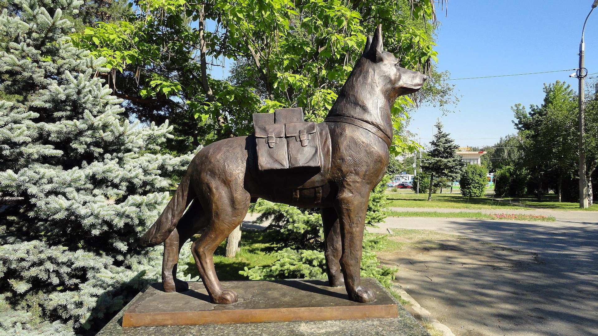 volgograd russia dog shepherd the sky