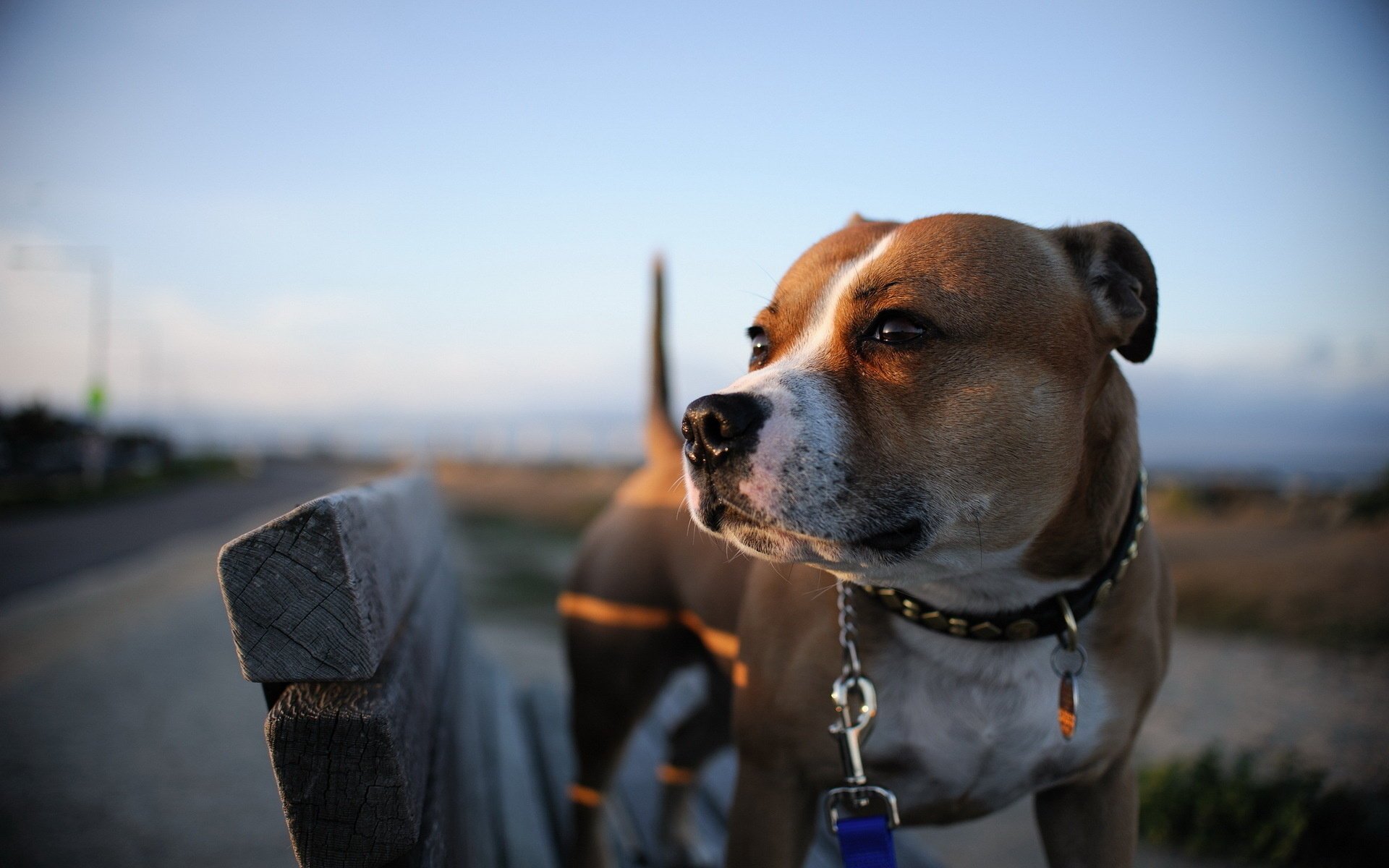 perro amigo fondo