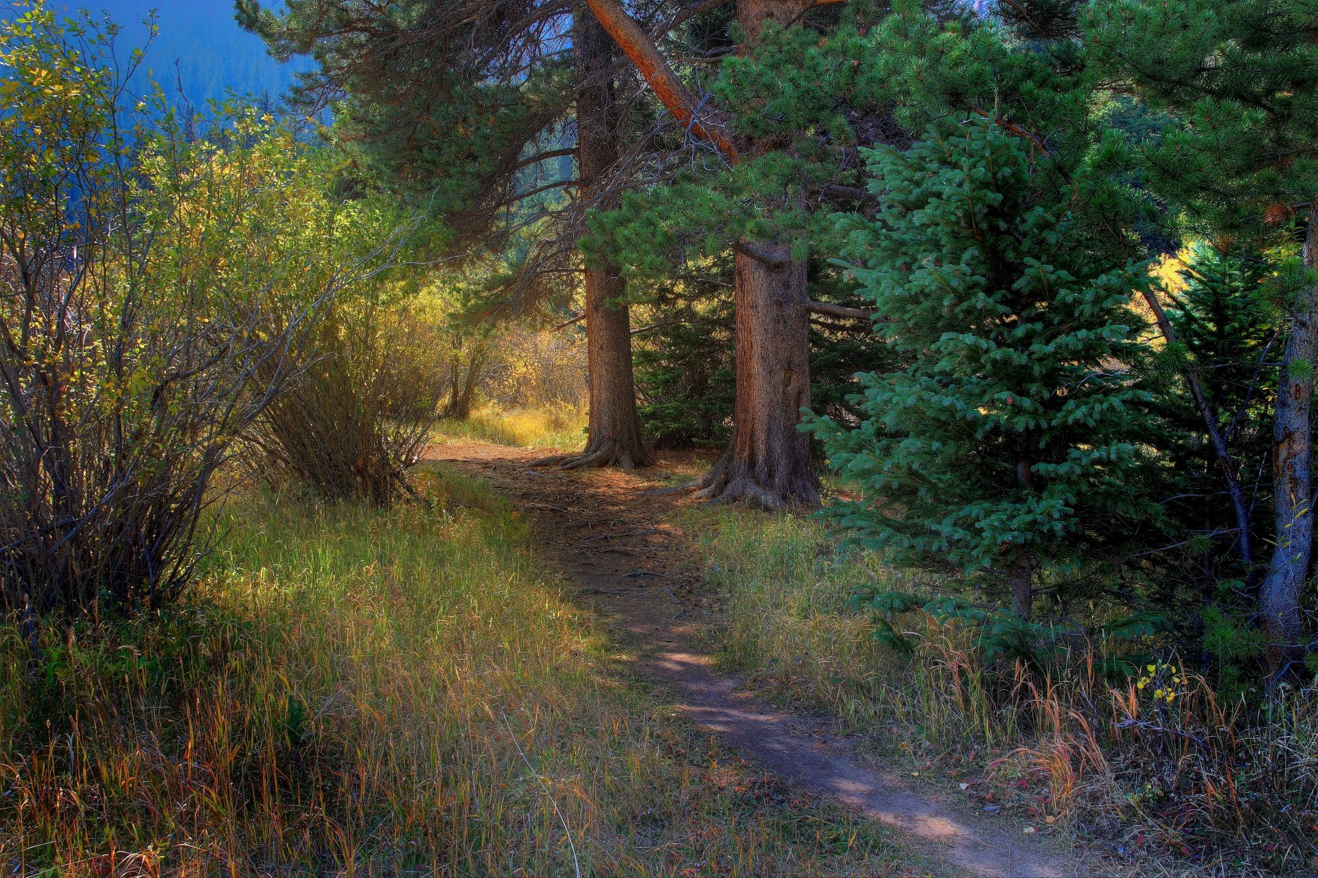 tree landscape forest path