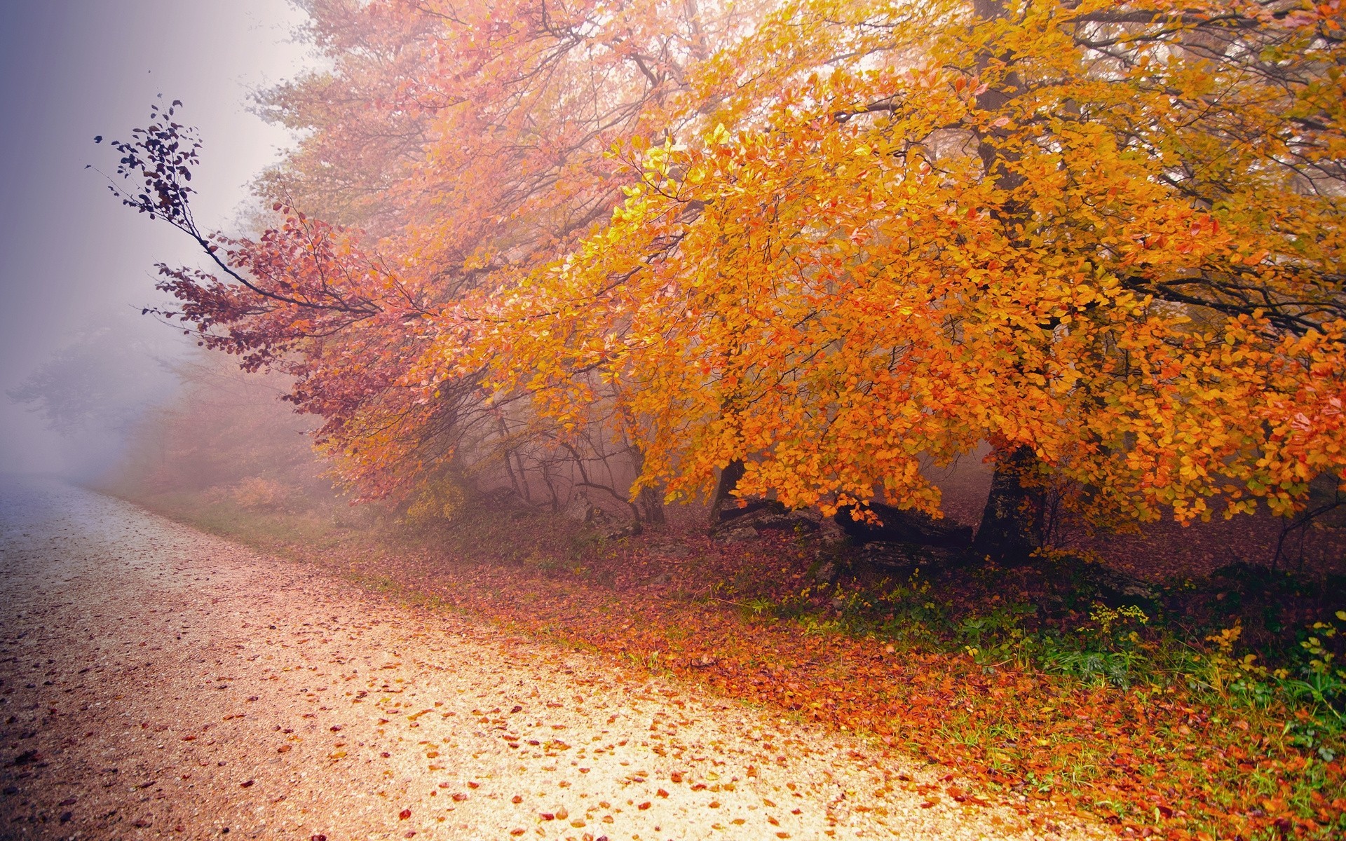 blatt jahreszeiten bäume nebel straße herbst