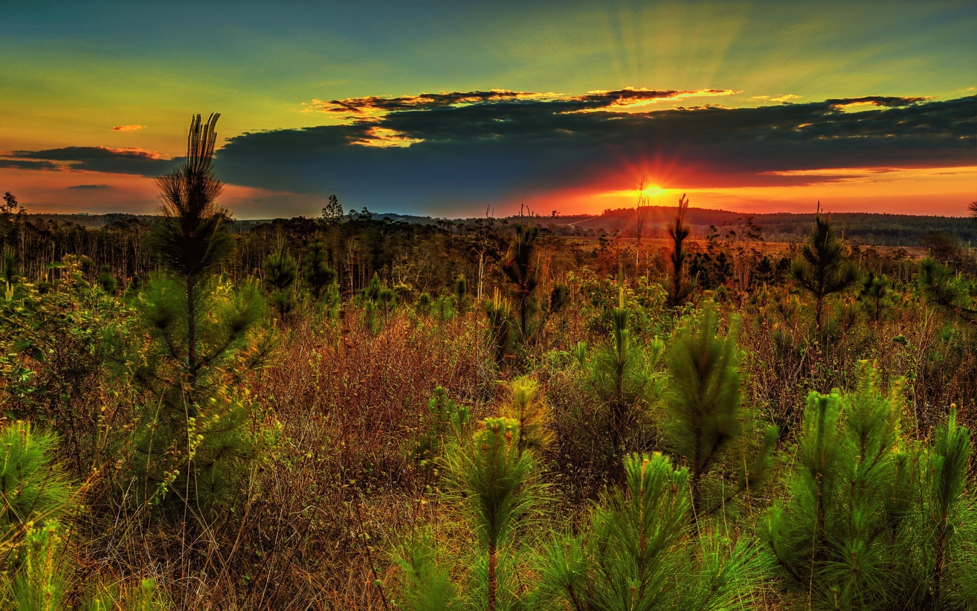 landschaft sonnenuntergang natur bäume hügel himmel pflanzen kiefern feld