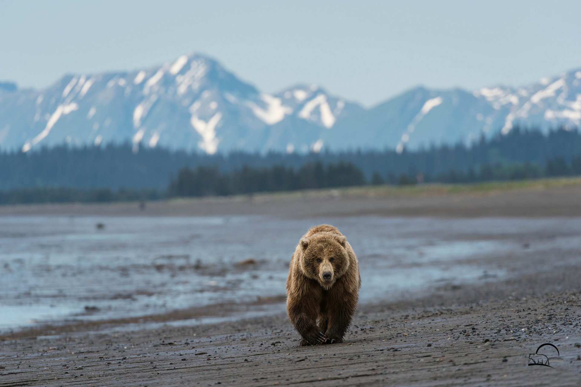 oso de peluche montañas alaska playa oso