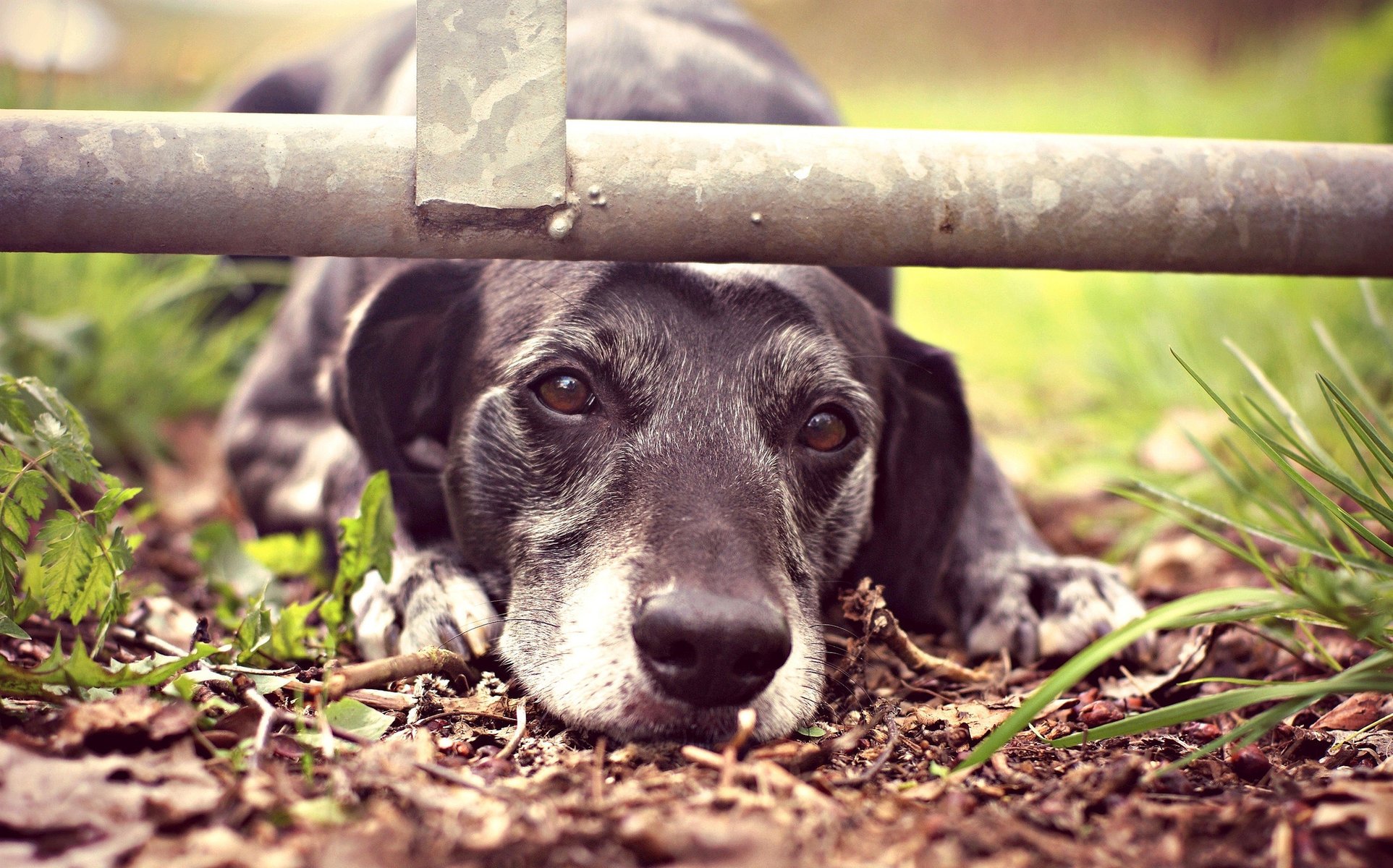 chien museau tristesse