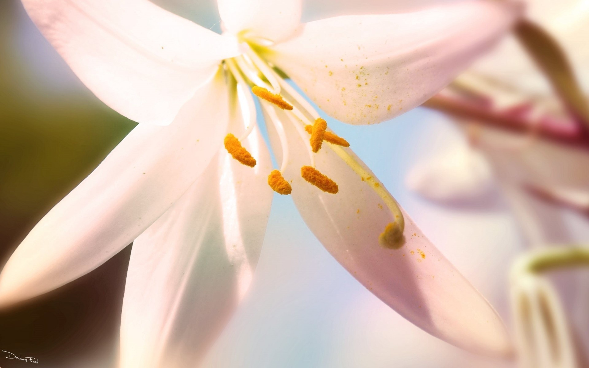 macro flower summer