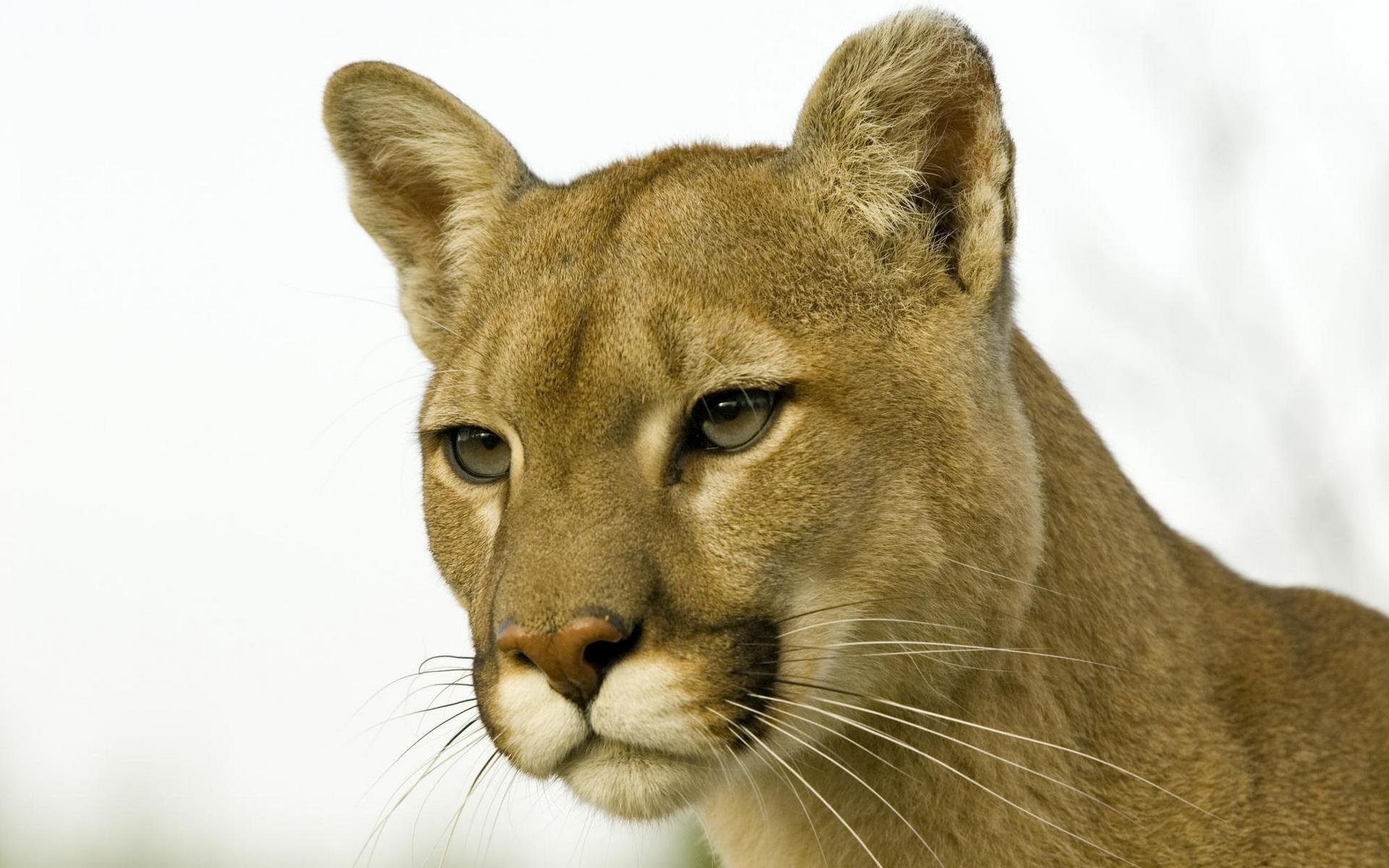 mountain lion look face puma head mustache nose