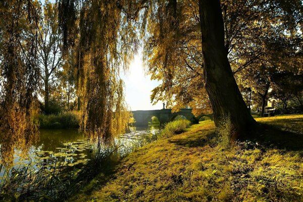 Rivière dans la belle forêt d automne