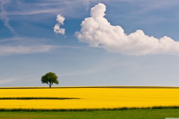 Bewölkter Himmel und grüner Baum im Feld