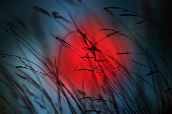 Grass on the background of nature at night