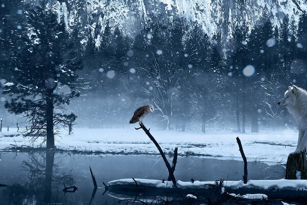 Loup au lac dans la forêt d hiver