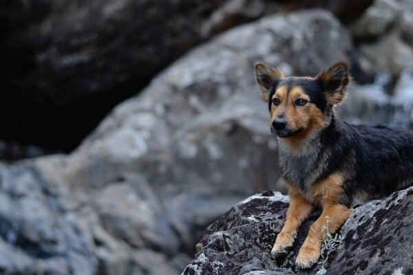 Perro en el fondo de piedras grises