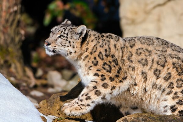 Le léopard des neiges figé sur les rochers