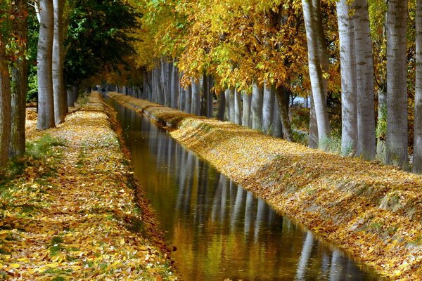 Endroit calme dans la nature. arbres d automne jaunes