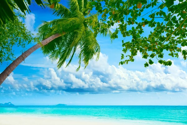 Тропический пляж с бирюзовым морем