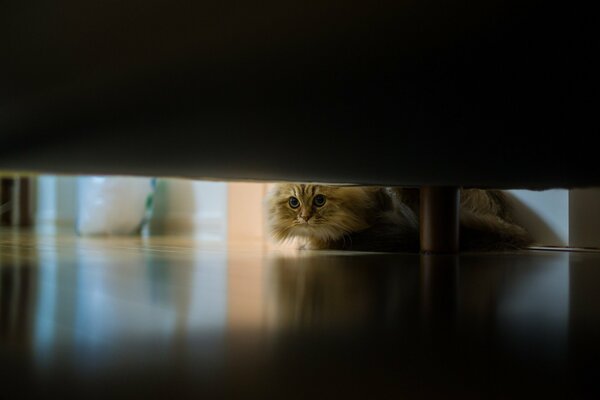 Puszysty kot podgląda pod kanapą
