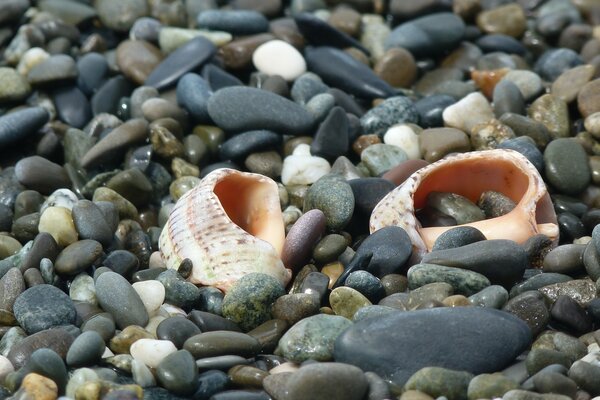 Zwei Muscheln am Ufer unter Steinen