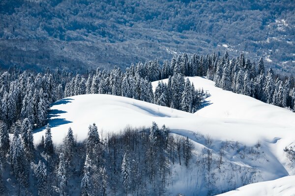 Paesaggio naturale di montagna e foresta