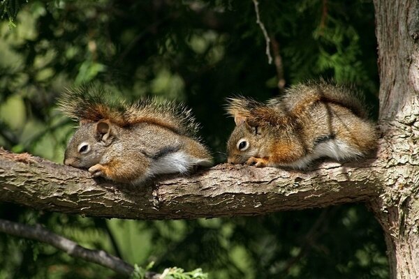 Deux écureuils se trouvent sur une branche d arbre