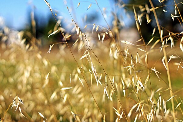 Beautiful spikelets on the field in the macro style