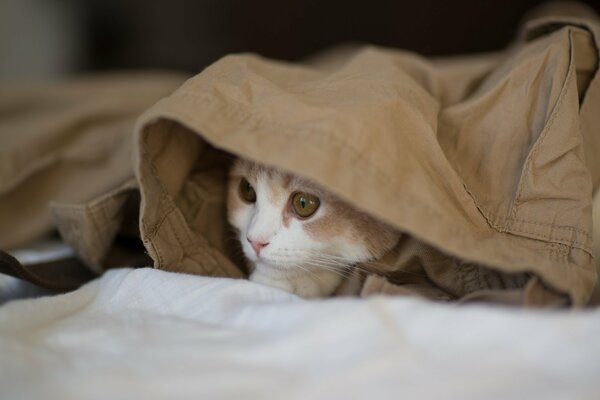 Gattino nascosto sui vestiti e guardando