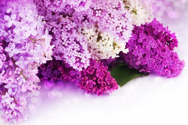 Hermosas flores de lila en la mesa
