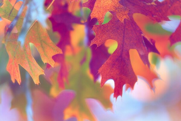 Multicolored autumn foliage macro shooting