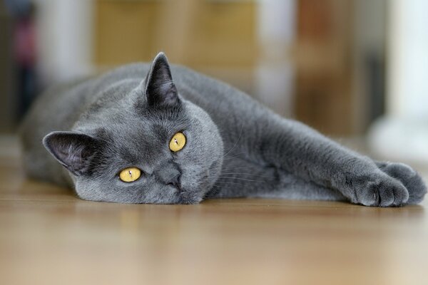 Gato gris macro con ojos miente