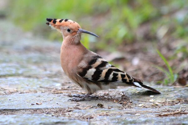 Petit oiseau assis sur les rochers