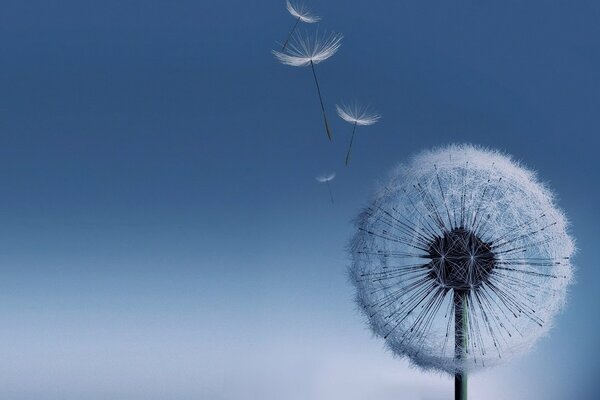 The galaxy s3 has a fascinatingly beautiful dandelion wallpaper