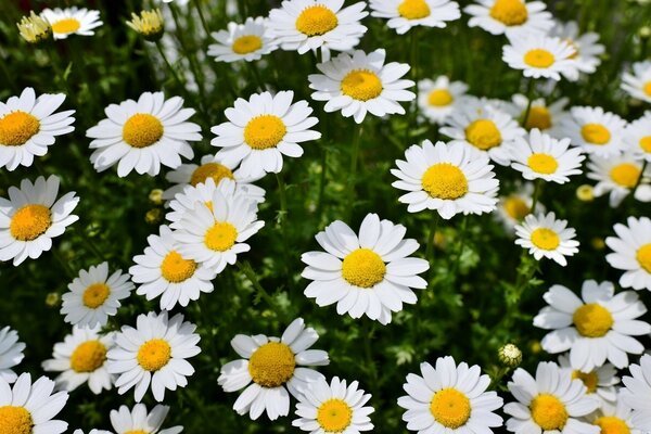 Margherite bianche in un prato primaverile