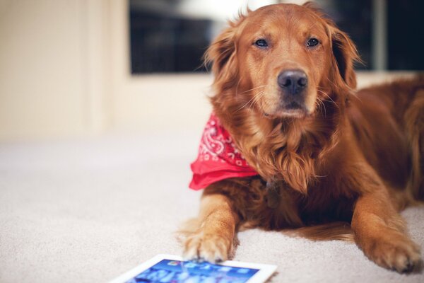 A red-haired dog in a red scarf plays with a planesht