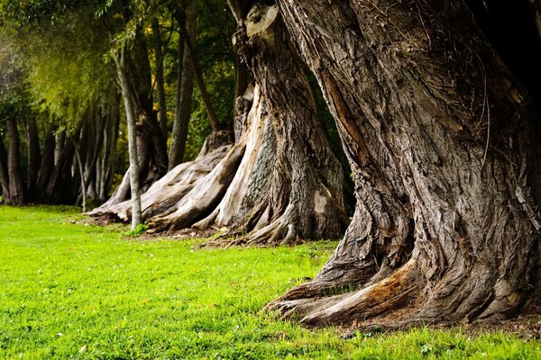 Alberi giganti crescono ed erba verde su una radura