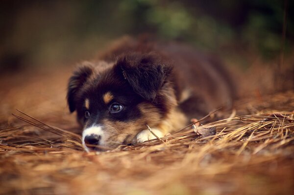 An Australian Shepherd puppy lurks in the dry grass