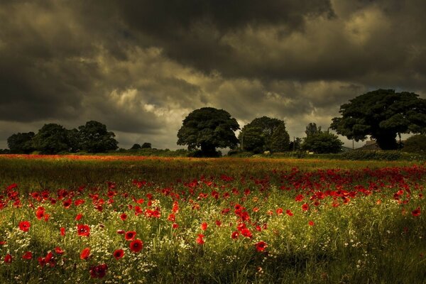 A field with poppies. Clouds. Landscape