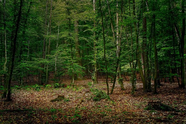 Die Natur ist sehr schön in Boru