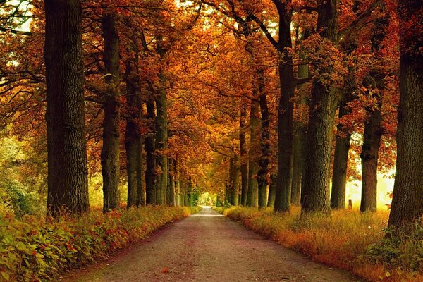 Autumn Alley. The road among the autumn trees