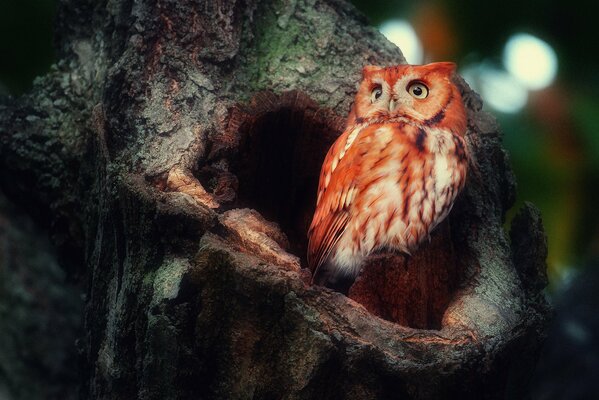 Red owl on a hollow tree