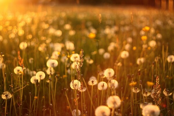 A field of dandelions on the background of sunset