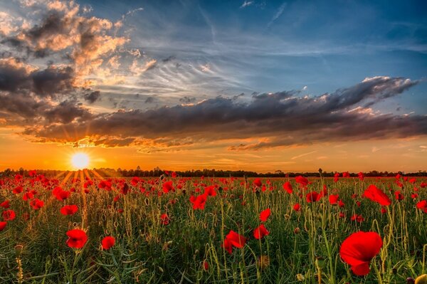 Campo di papaveri al tramonto-bellezza infinita