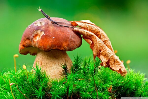 Champignon blanc avec une feuille sur fond vert