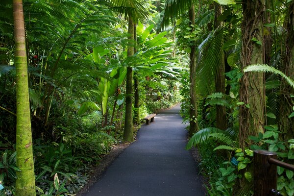 Nature. Dotoga dans le jardin trpic