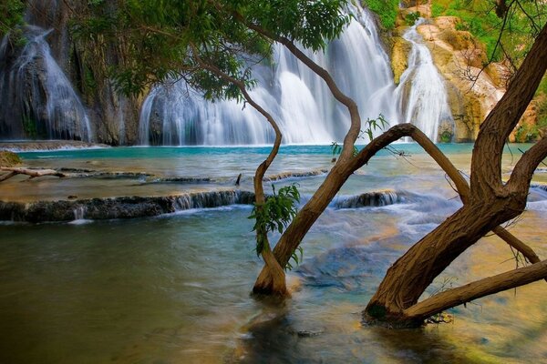 Hermosa cascada. Lago. Árbol