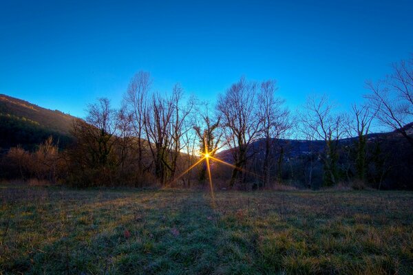 Grass and forest and trees without foliage