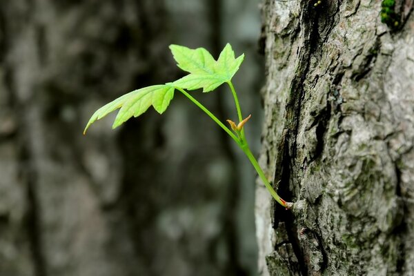 Das erste Blatt in diesem Jahr