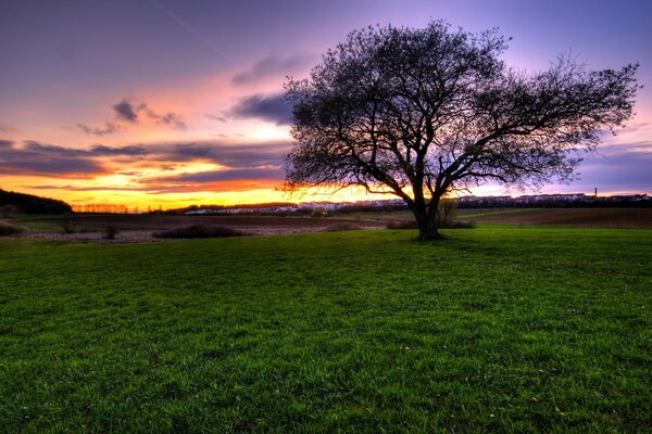 Green spaces at sunset