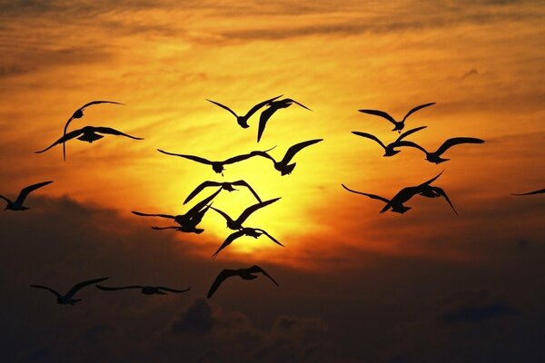 Una bandada de gaviotas vuela en medio de la puesta de sol